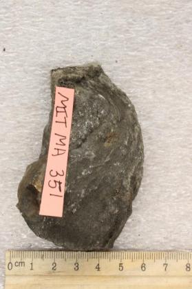 Micaceous Quartzite