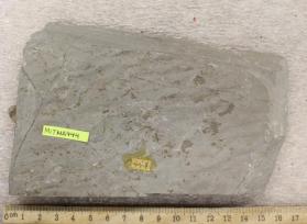Cambridge Argillite