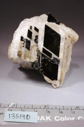 Phlogopite