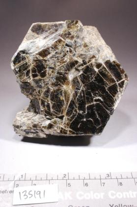 Phlogopite