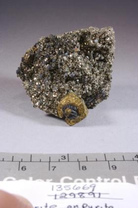 Chalcopyrite with Pyrite and SPHALERITE