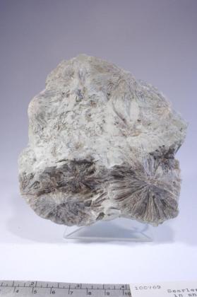 Searlesite