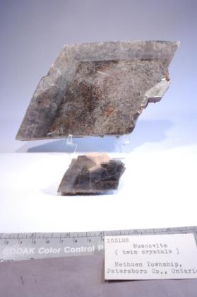 Muscovite