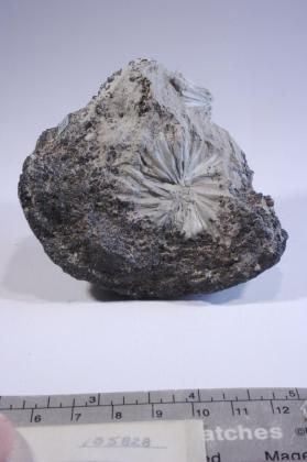 steatite with Magnetite
