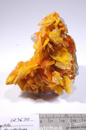 Wulfenite