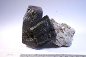 Phlogopite