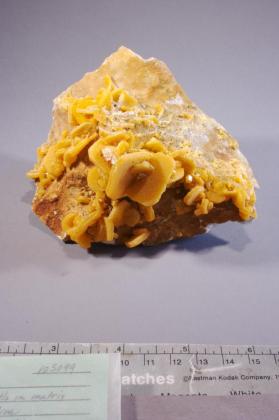 Wulfenite