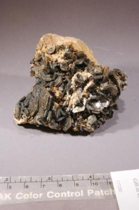 Muscovite