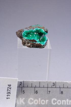 Schultenite