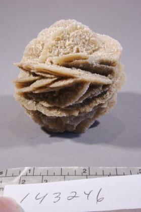 desert rose