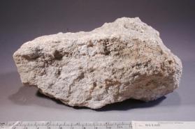 Creedite