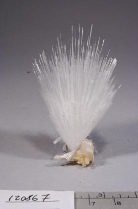 SCOLECITE