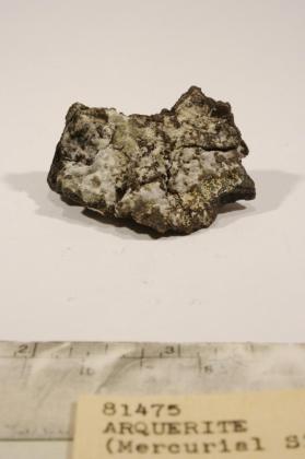 arquerite