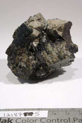 Biotite