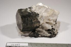 Phlogopite