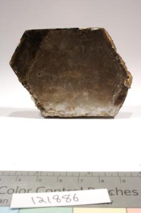 Phlogopite