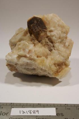 Phlogopite