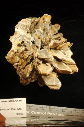 Muscovite