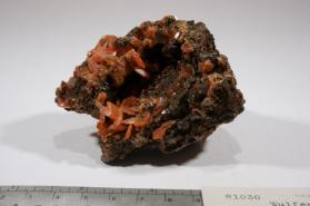 Wulfenite