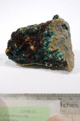 Scrutinyite with Plattnerite and Rosasite