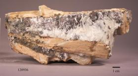 Muscovite