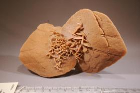 Gypsum
