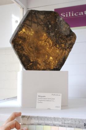 Phlogopite