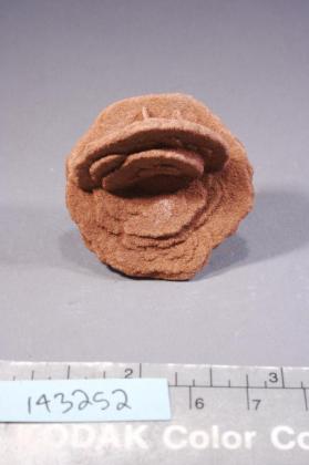 desert rose