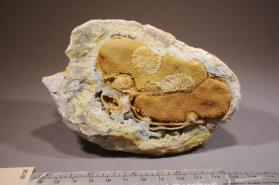 pseudowavellite