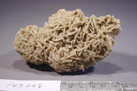 desert rose