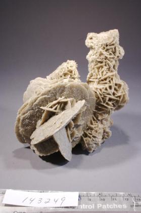 desert rose