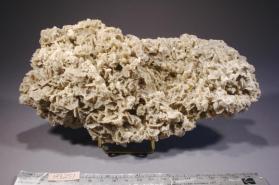 desert rose