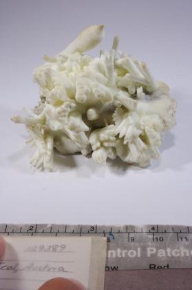 ARAGONITE