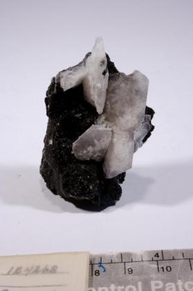 Columbite-(Fe) with cleavelandite