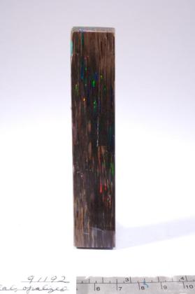 opalized wood