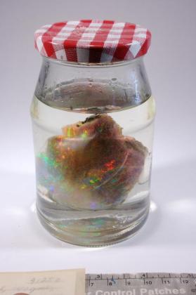 OPAL
