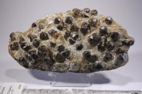 Garnet Group