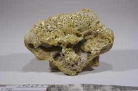 Muscovite