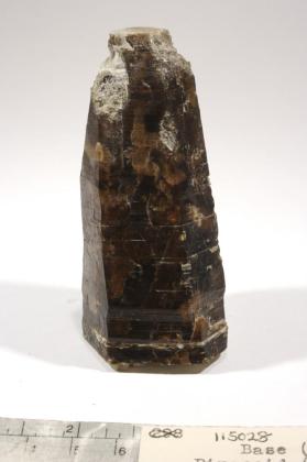 Phlogopite