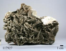 Muscovite