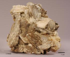 Muscovite