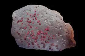 Garnet in graphite schist