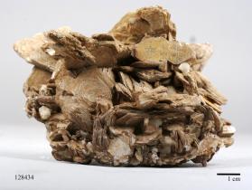 Muscovite
