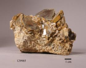 Muscovite