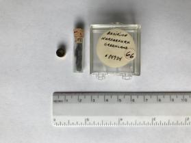 Aegirine (clinopyroxene group)