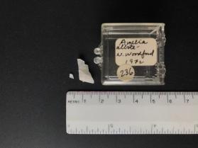 Albite (alkali feldspar group)