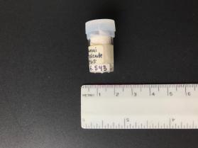 Hornblende