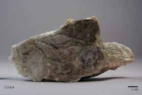 Muscovite