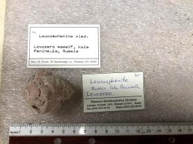 Leucosphenite xled.