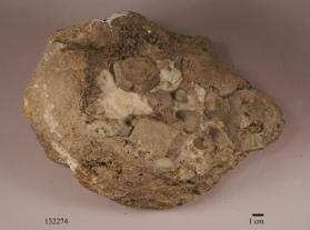 Muscovite